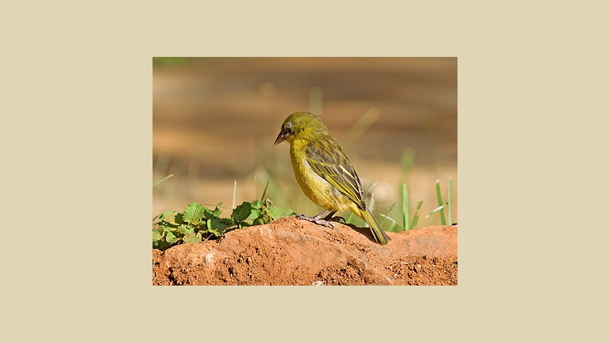 Baglafecht Weaver [Ploceus baglafecht reichenowi]