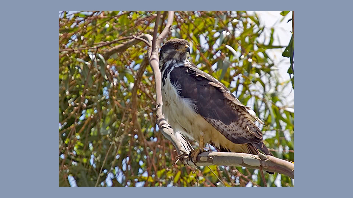 Augur Buzzard [Buteo augur augur]