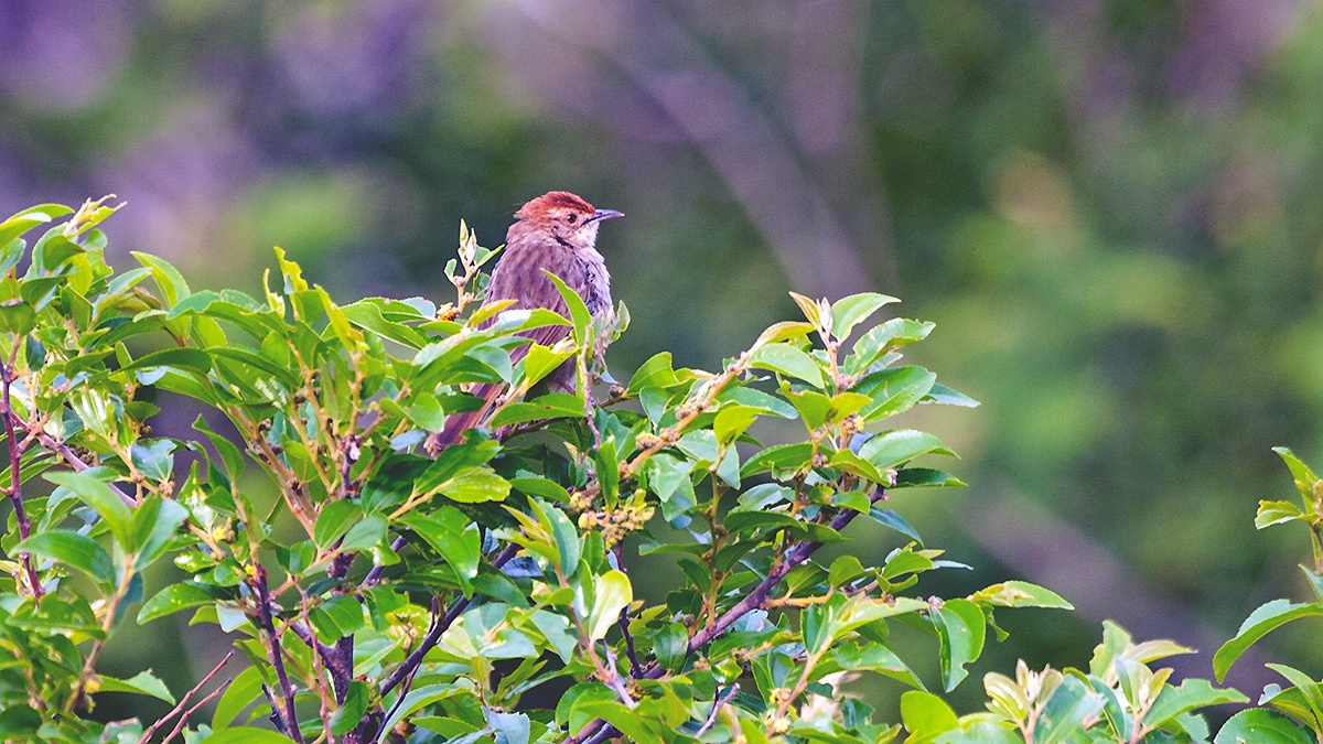 Lazy Cisticola [Cisticola aberrans aberrans]