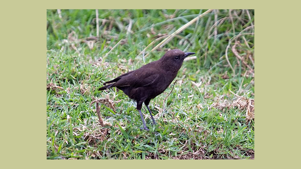 Anteater Chat [Myrmecocichla aethiops cryptoleuca]