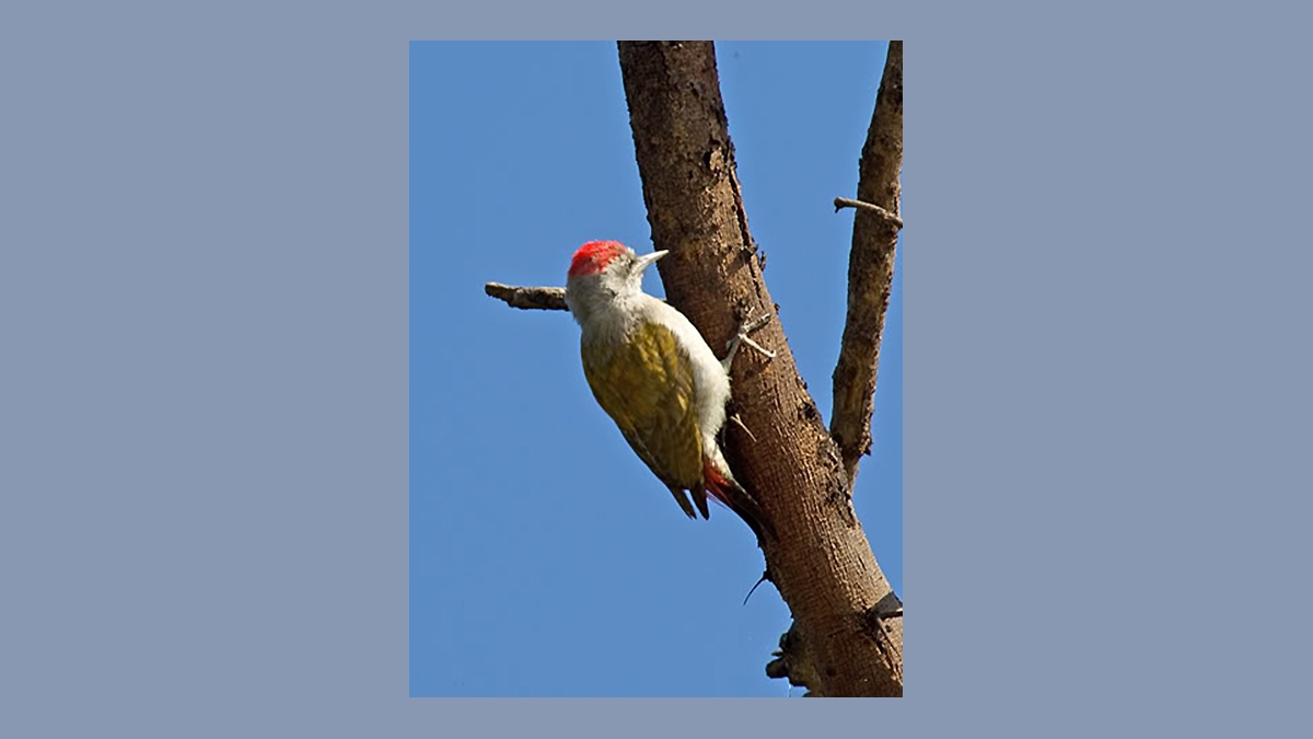 African Grey Woodpecker [Dendropicos goertae centralis]