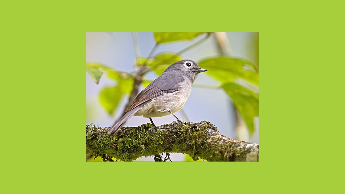 White-eyed Slaty Flycatcher [Melaenornis fischeri fischeri]