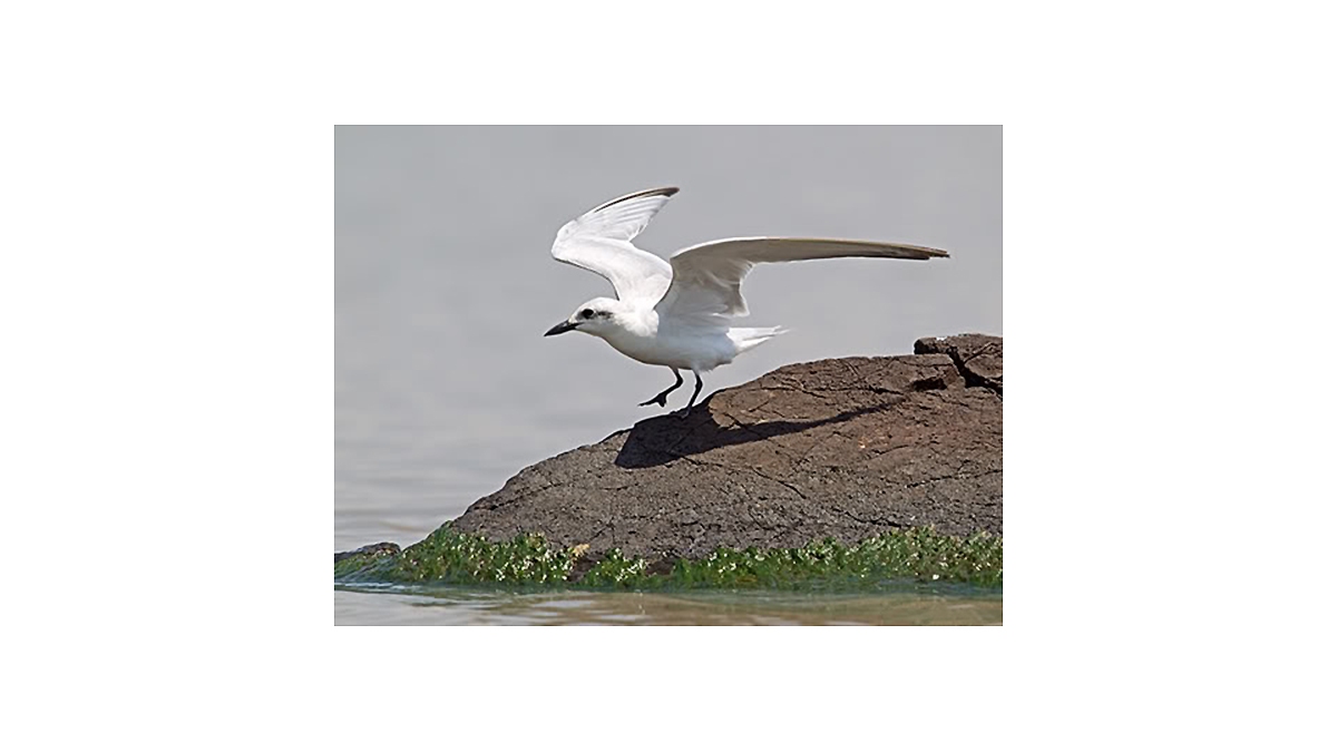 Gull-billed Tern [Gelochelidon nilotica nilotica]