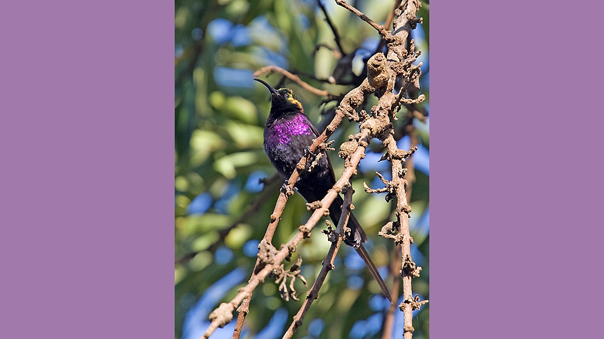 Tacazze Sunbird [Nectarinia tacazze jacksoni]