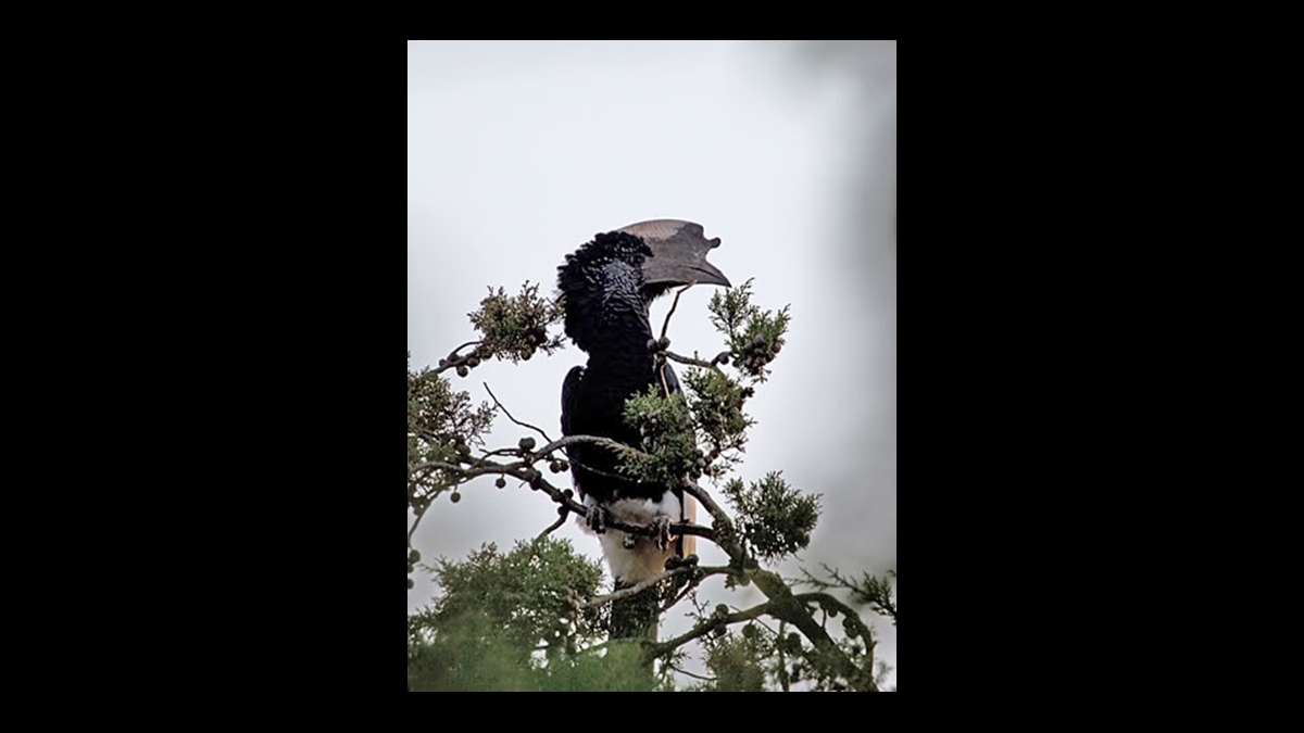 Black-and-white-casqued Hornbill [Bycanistes subcylindricus subquadratus]