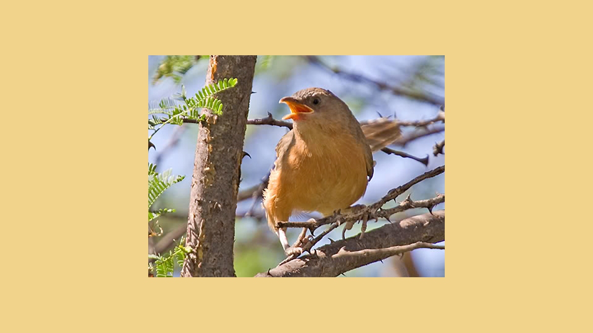 Rufous Chatterer [Turdoides rubiginosa rubiginosa]