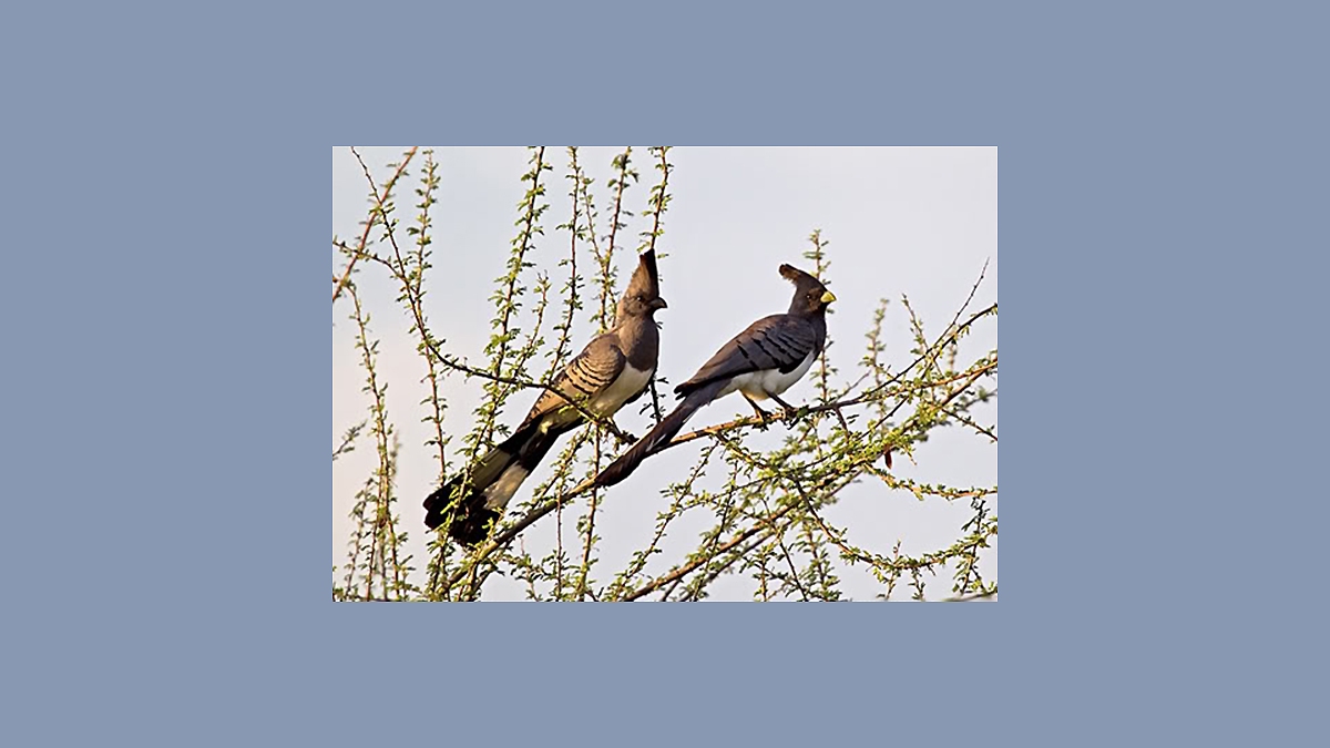 White-bellied Go-away-bird [Corythaixoides leucogaster]
