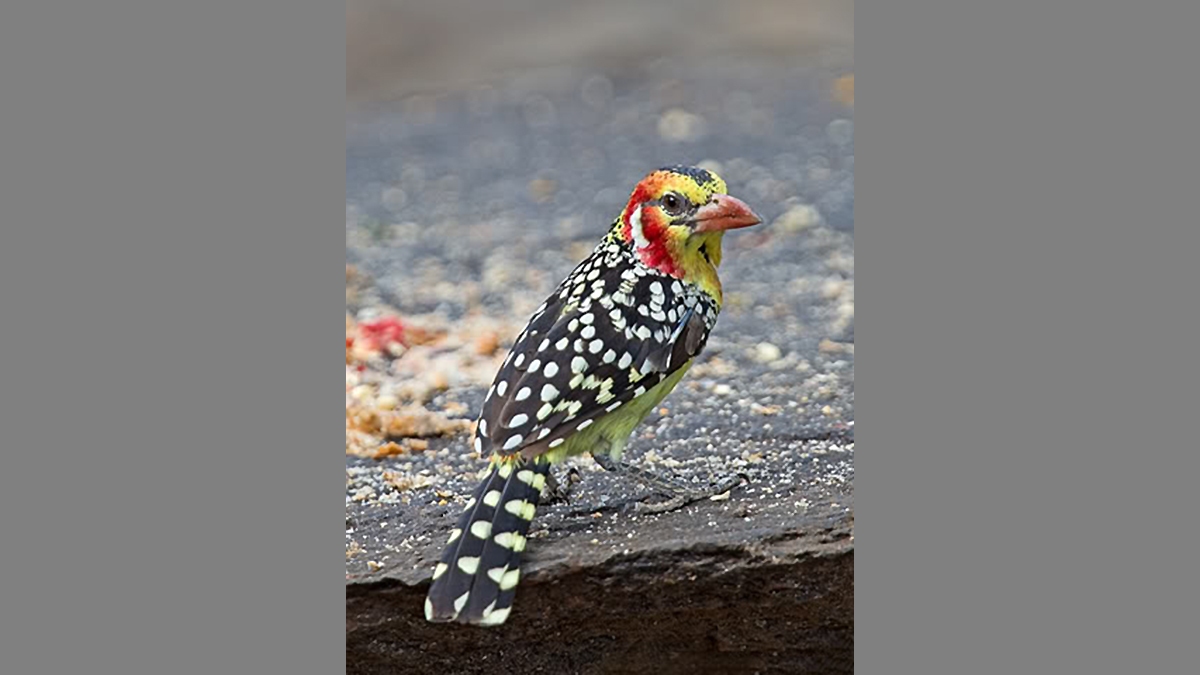 Red-and-yellow Barbet [Trachyphonus erythrocephalus erythrocephalus]