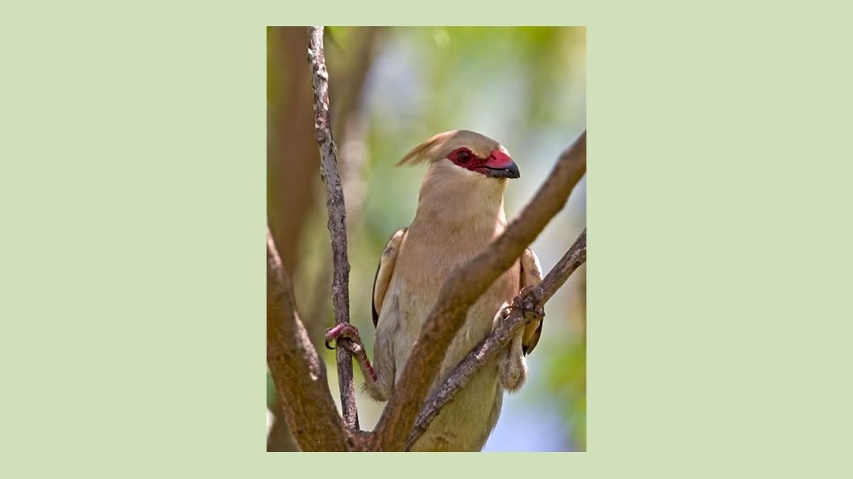 Blue-naped Mousebird [Urocolius macrourus pulcher]