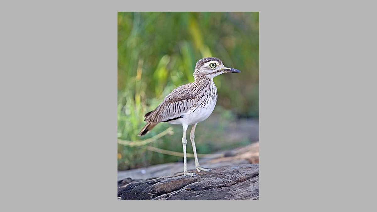 Senegal Thick-knee [Burhinus senegalensis]