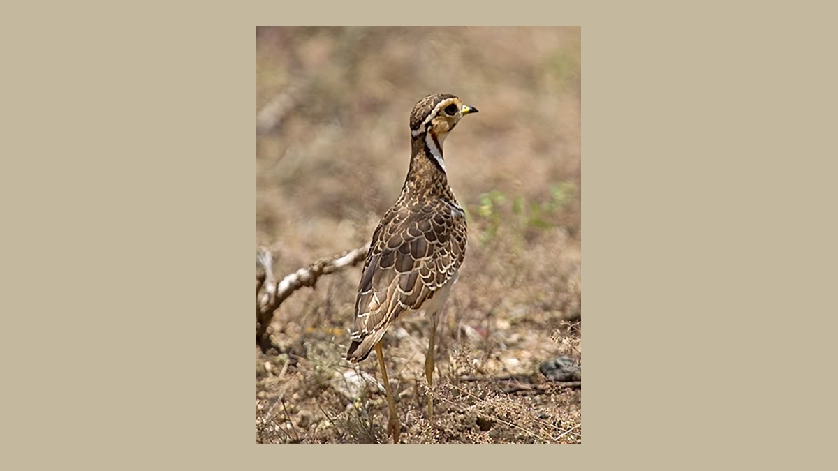 Three-banded Courser [Rhinoptilus cinctus emini]