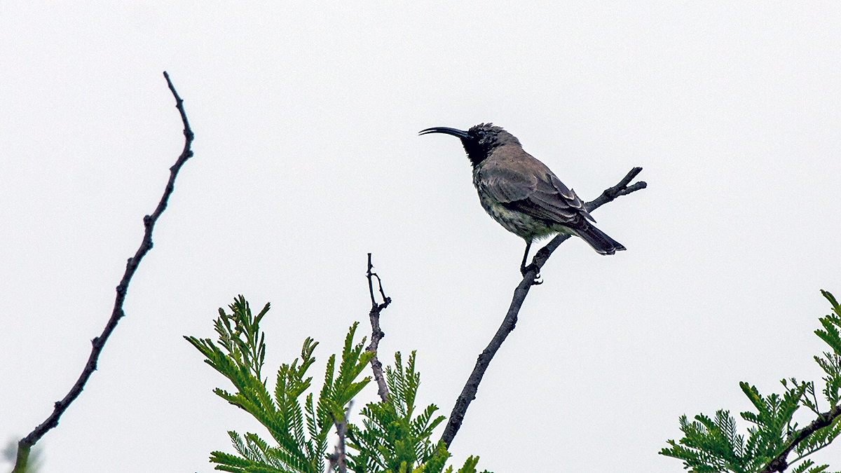 Amethyst Sunbird [Chalcomitra amethystina amethystina]