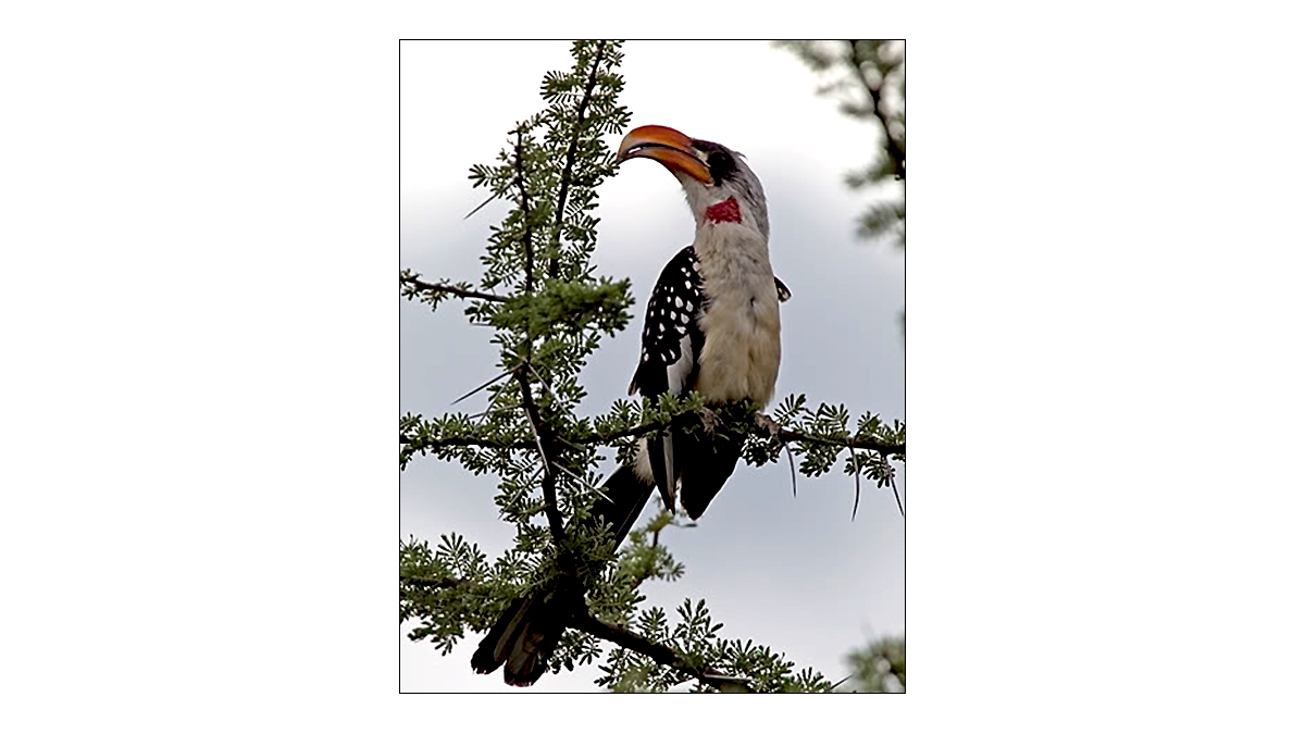 Jackson's Hornbill [Tockus jacksoni]
