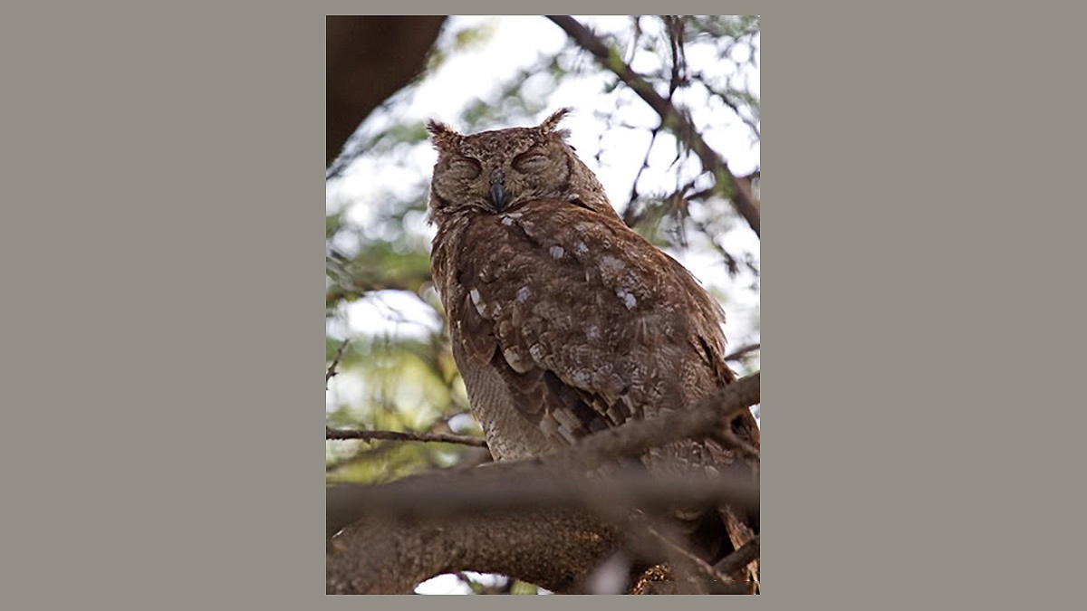 Greyish Eagle-Owl [Bubo cinerascens]