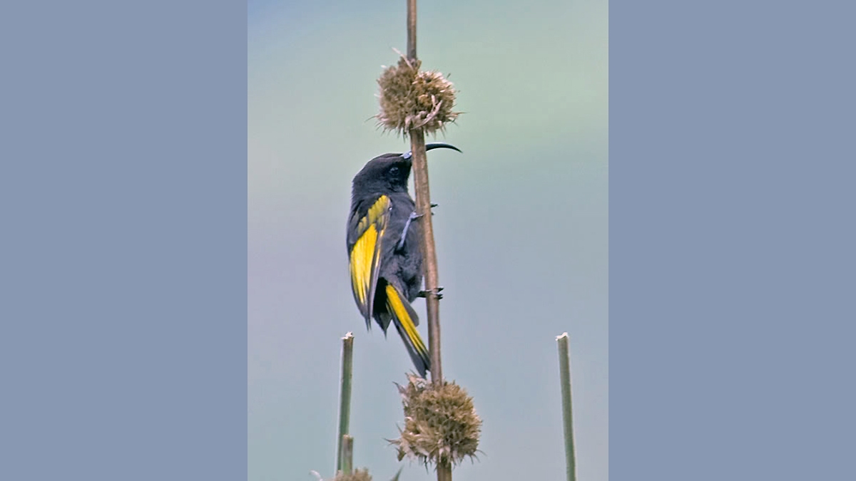 Golden-winged Sunbird [Drepanorhynchus reichenowi reichenowi]