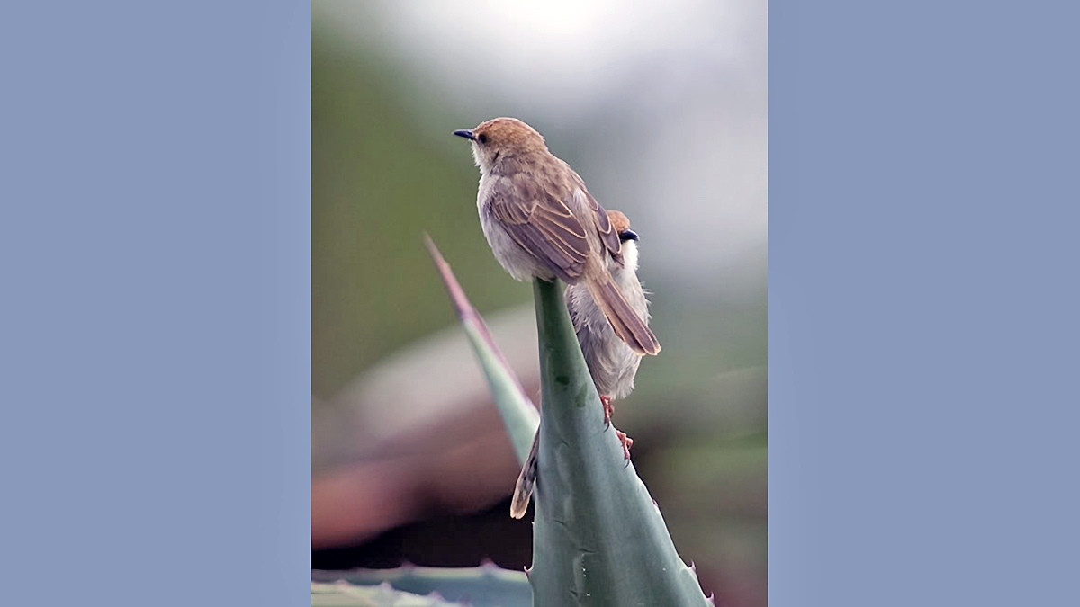 Hunter's Cisticola [Cisticola hunteri]