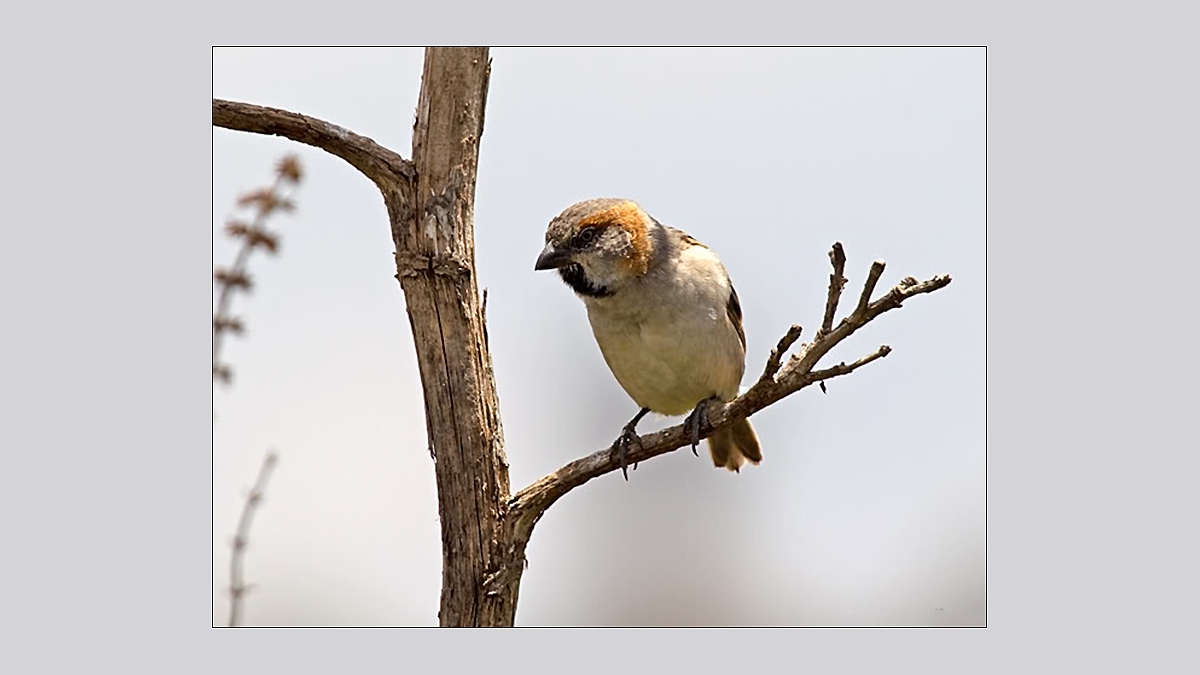 Kenya Sparrow [Passer rufocinctus]
