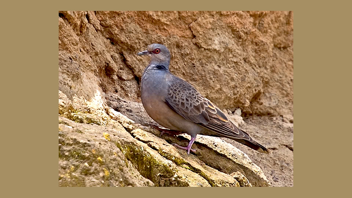 Dusky Turtle Dove [Streptopelia lugens]