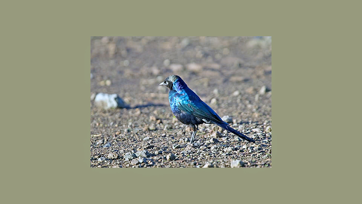 Rüppell's Starling [Lamprotornis purpuroptera purpuroptera]