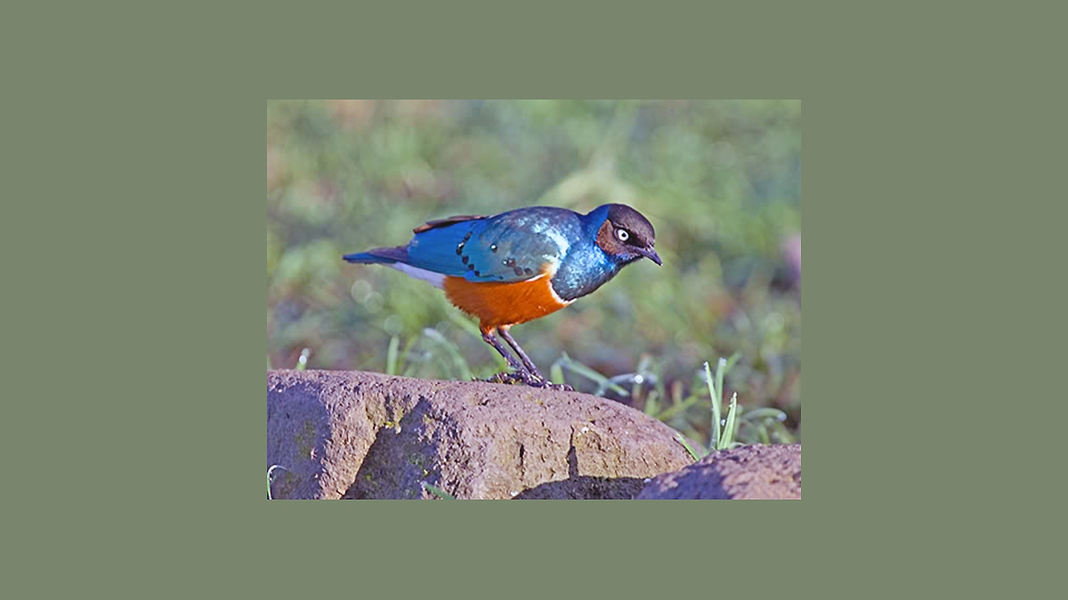 Superb Starling [Lamprotornis superbus]