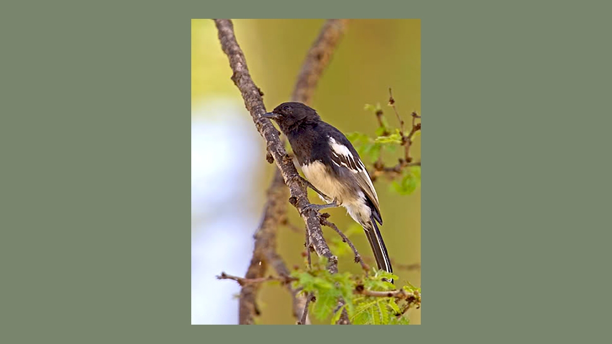 White-bellied Tit [Melaniparus albiventris]