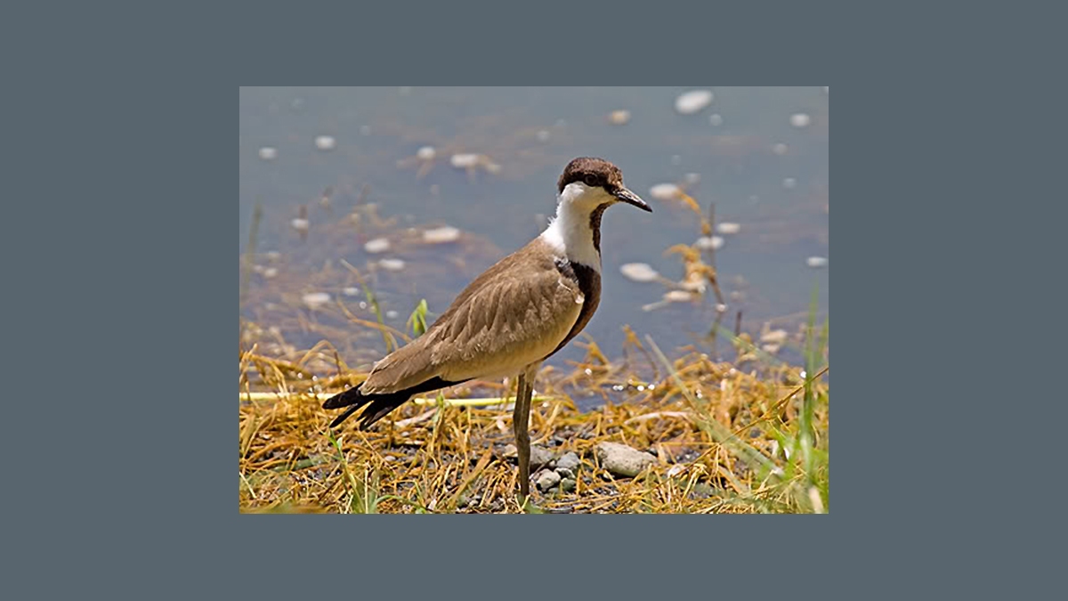Spur-winged Lapwing [Vanellus spinosus]