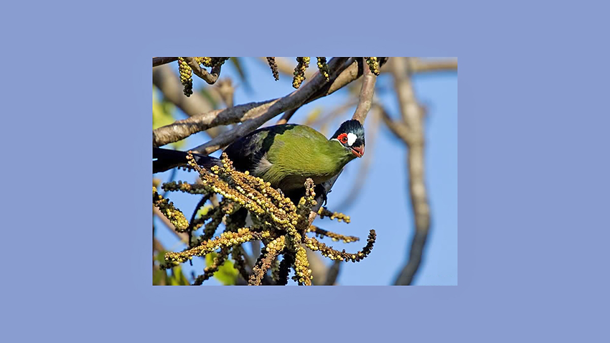 Hartlaub's Turaco [Tauraco hartlaubi]