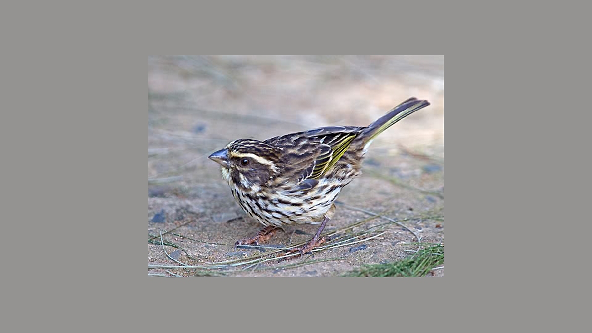 Streaky Seedeater [Serinus striolatus striolatus]