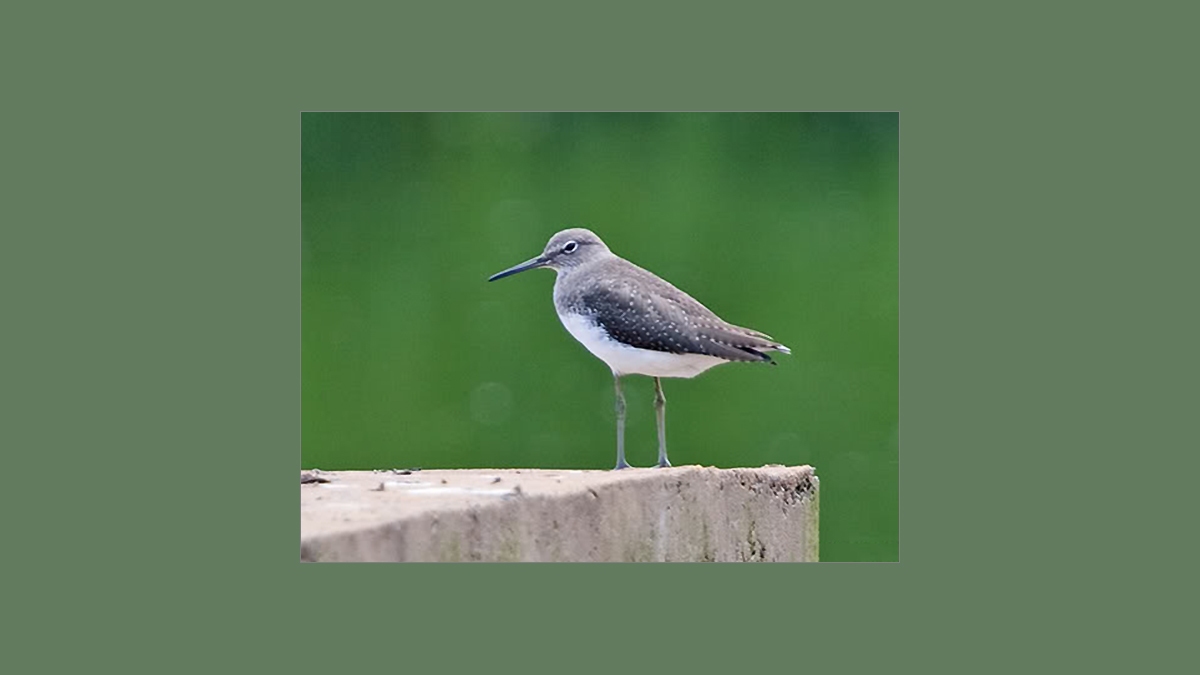 Green Sandpiper [Tringa ochropus]