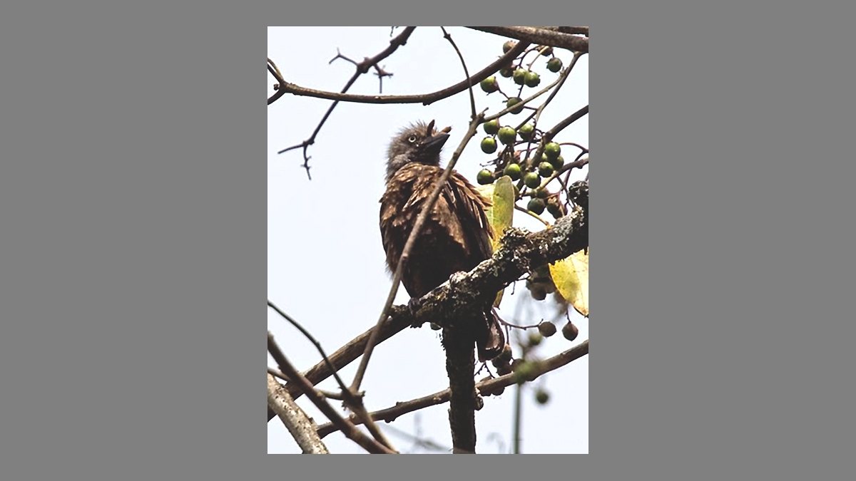 Grey-throated Barbet [Gymnobucco bonapartei cinereiceps]