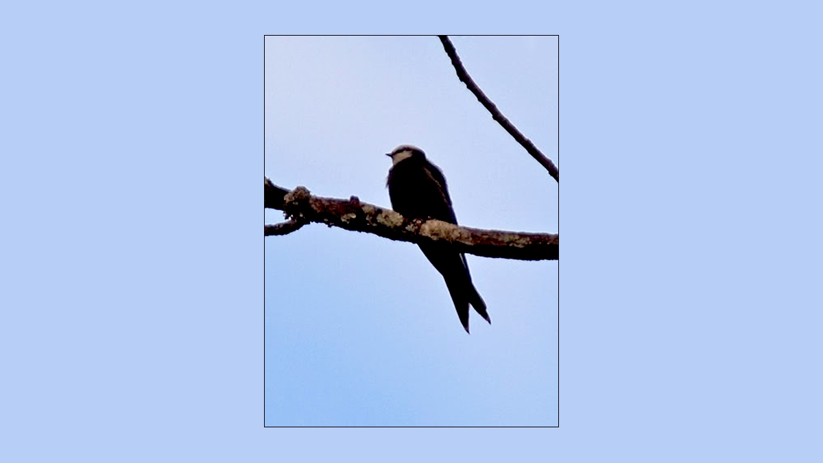 White-headed Saw-wing [Psalidoprocne albiceps albiceps ]