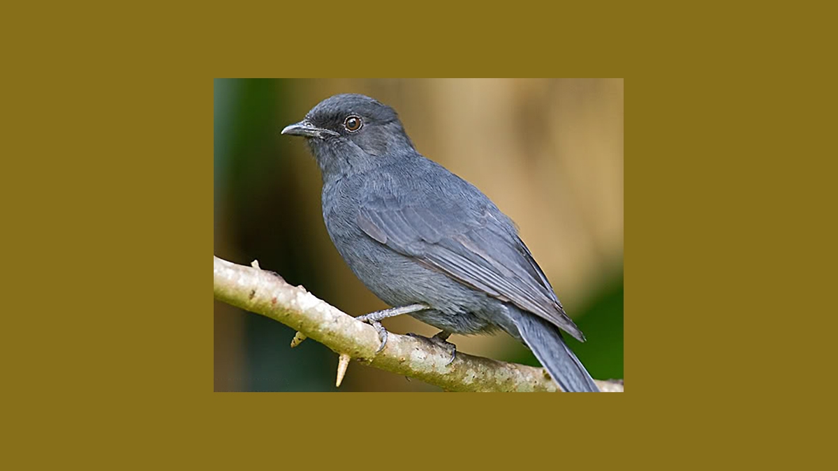 Northern Black Flycatcher [Melaenornis edolioides lugubris]