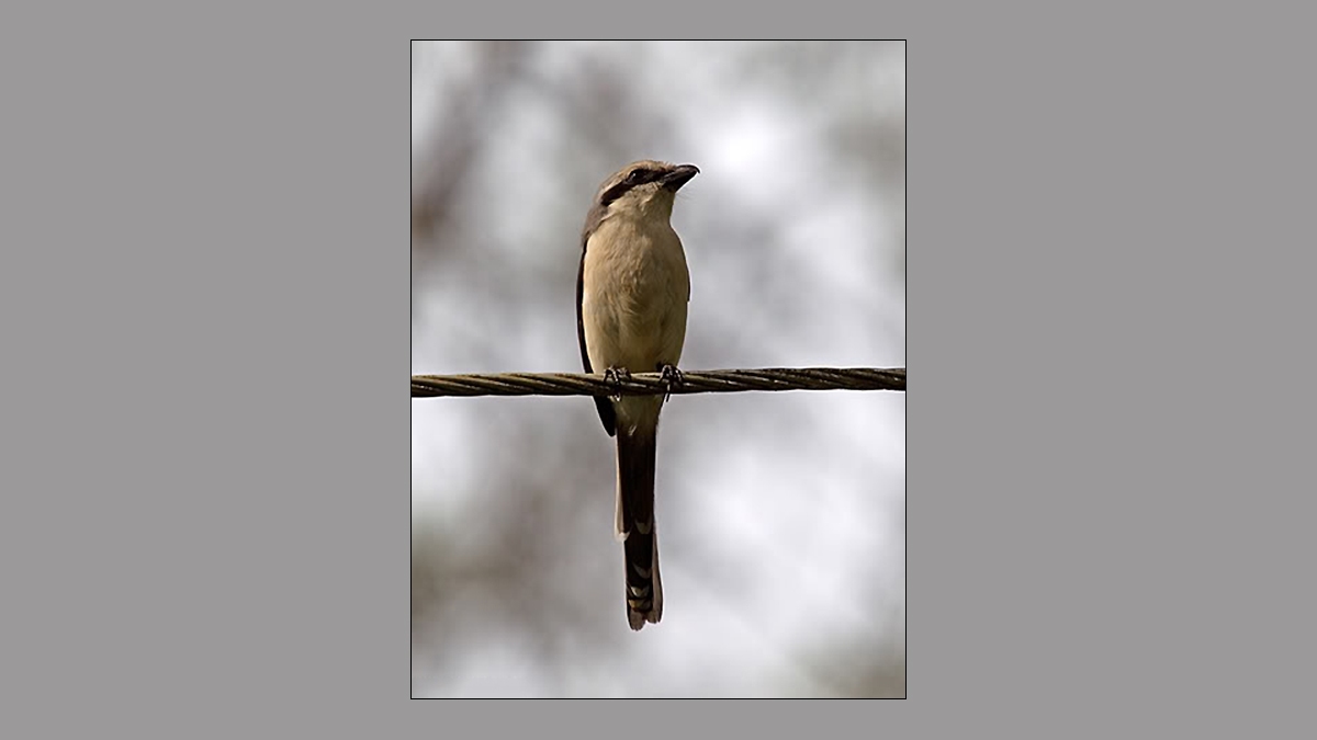 Mackinnon's Shrike [Lanius mackinnoni]