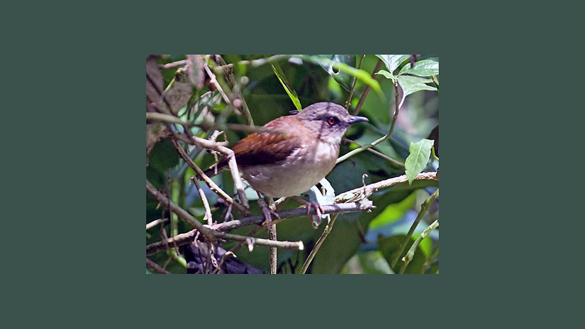 Brown-chested Alethe [Pseudalethe poliocephala carruthersi]