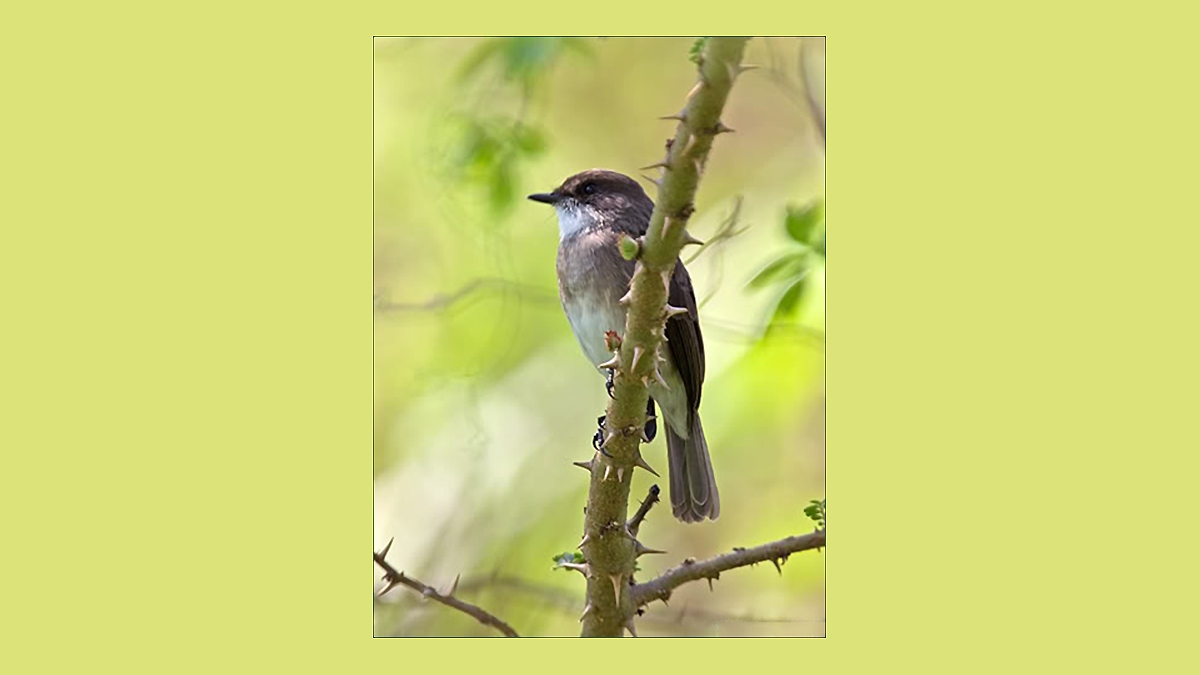 Swamp Flycatcher [Muscicapa aquatica infulata]