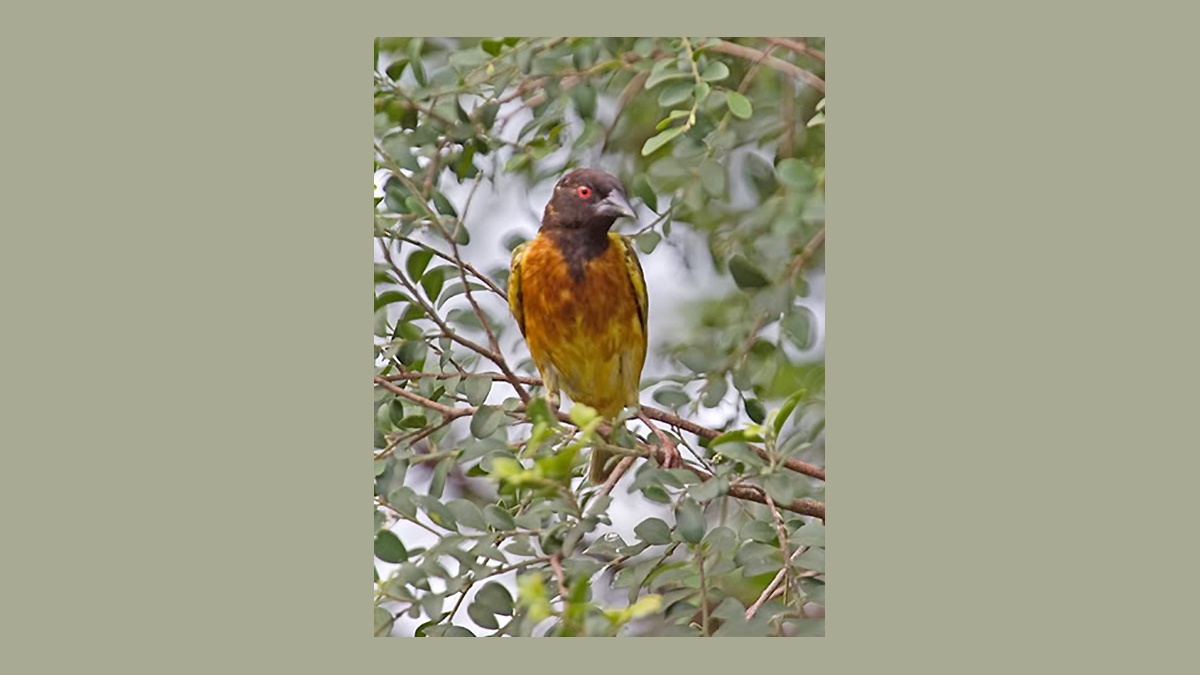 Golden-backed Weaver [Ploceus jacksoni]