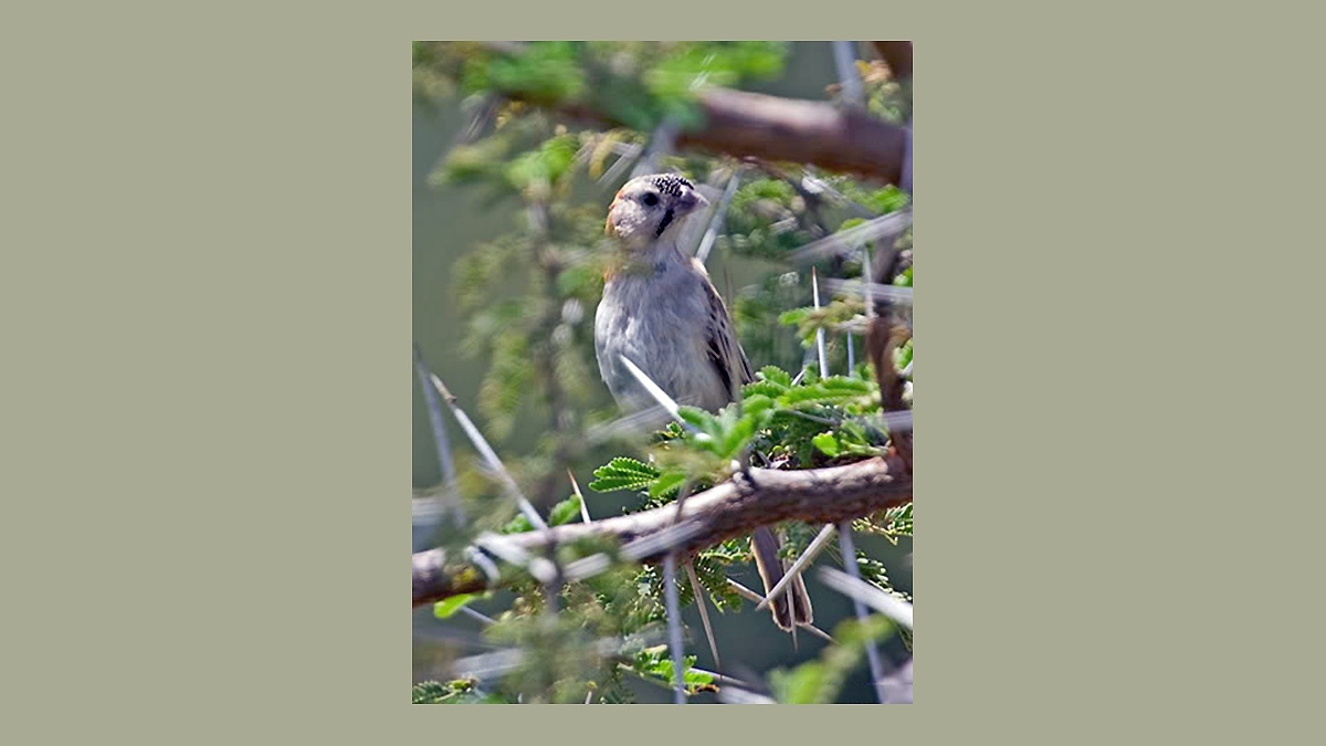 Speckle-fronted Weaver [Sporopipes frontalis emini]