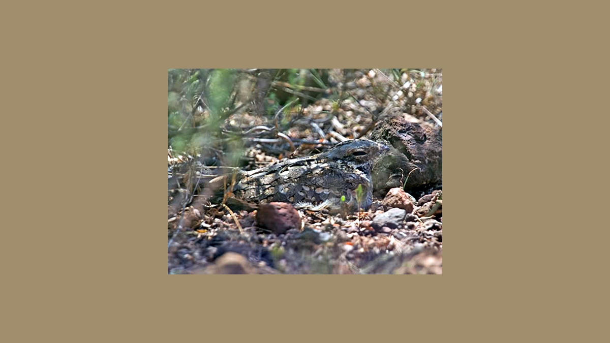 Slender-tailed Nightjar [Caprimulgus clarus]