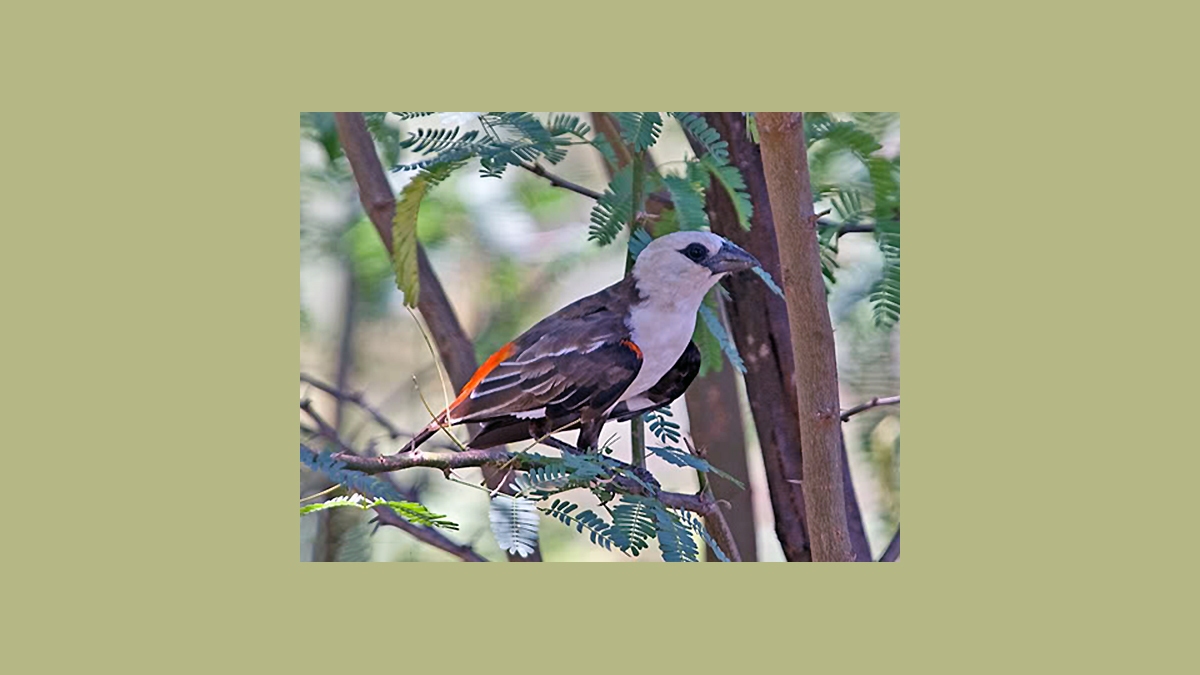 White-headed Buffalo Weaver [Dinemellia dinemelli dinemelli]