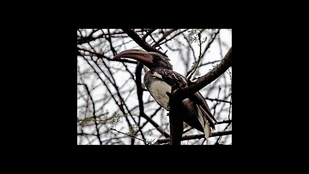 Hemprich's Hornbill [Lophoceros hemprichii]