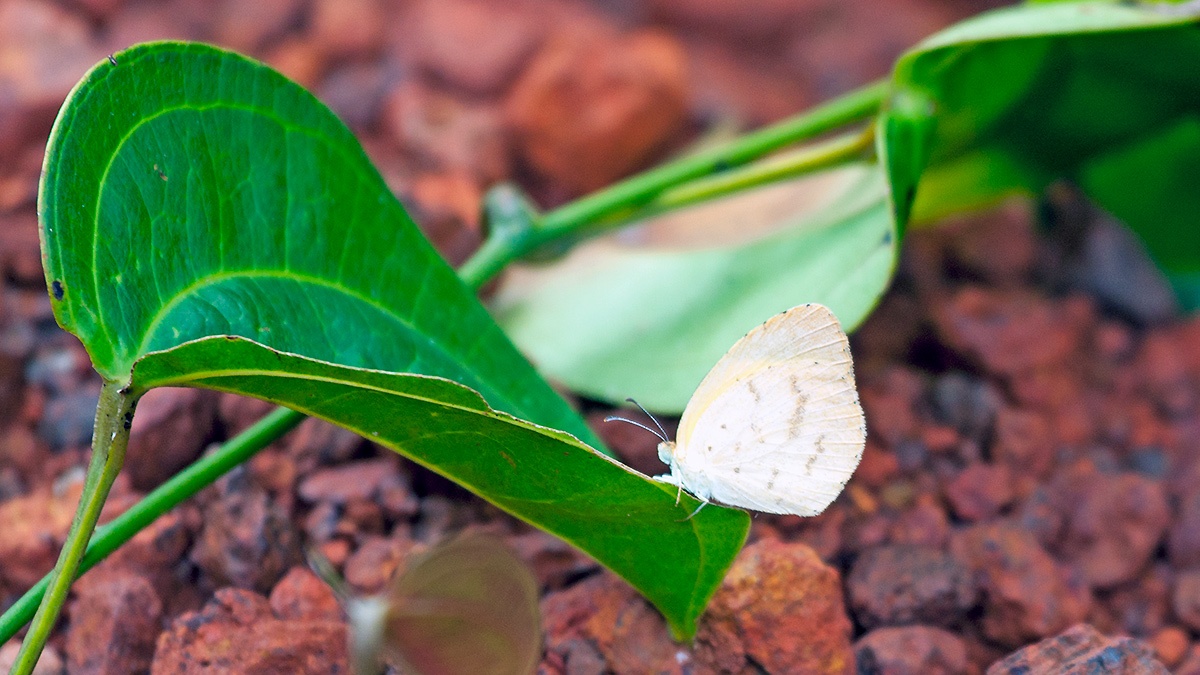 Broad-bordered Grass Yellow [Eurema brigitta]