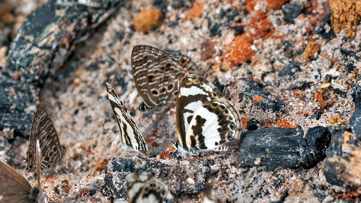White-Banded Babul Blue [Azanus isis]
