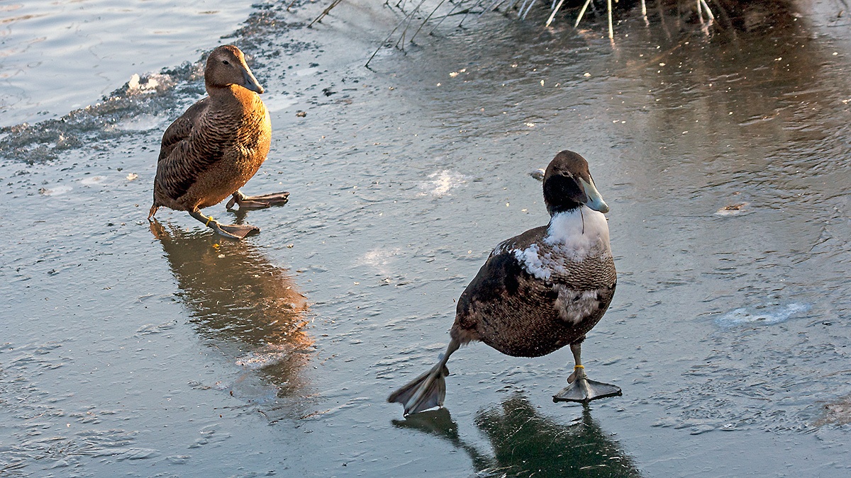 Common Eider [Somateria mollissima faeroeensis]