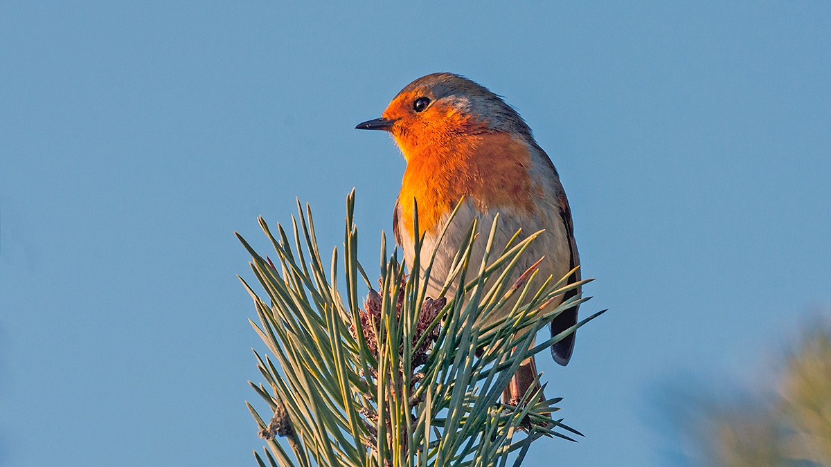 European Robin [Erithacus rubecula melophilus]