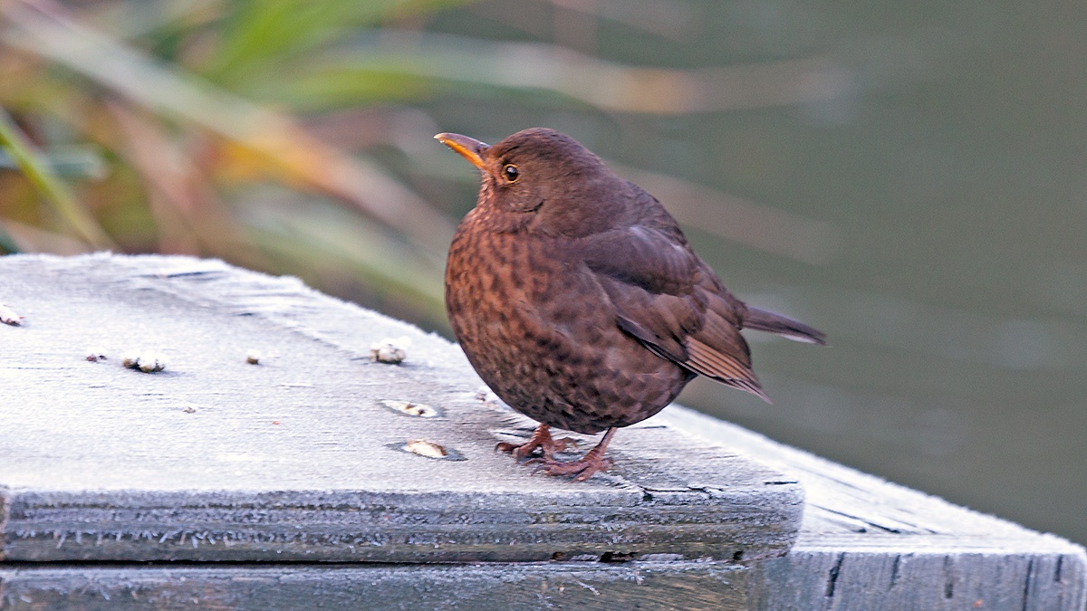 Common Blackbird [Turdus merula merula]