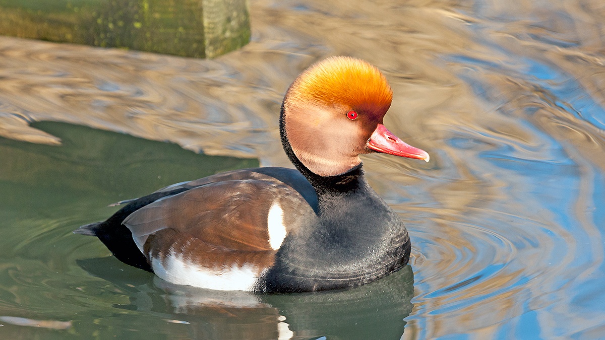 Red-crested Pochard [Netta rufina]