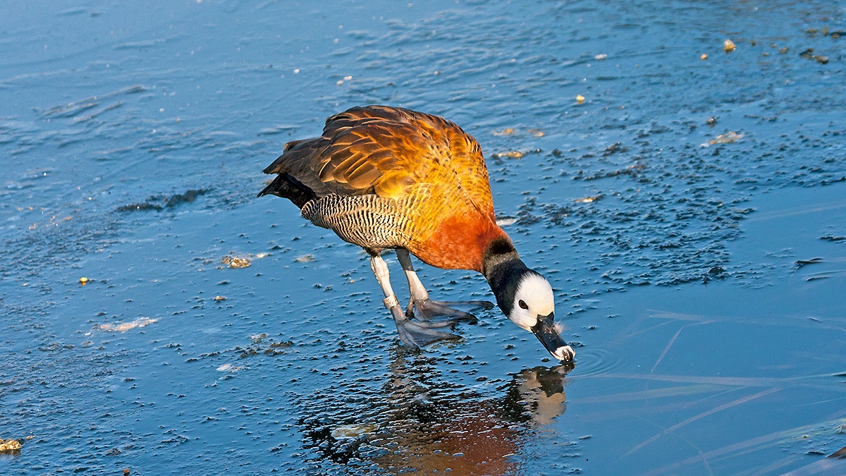 White-faced Whistling Duck [Dendrocygna viduata]