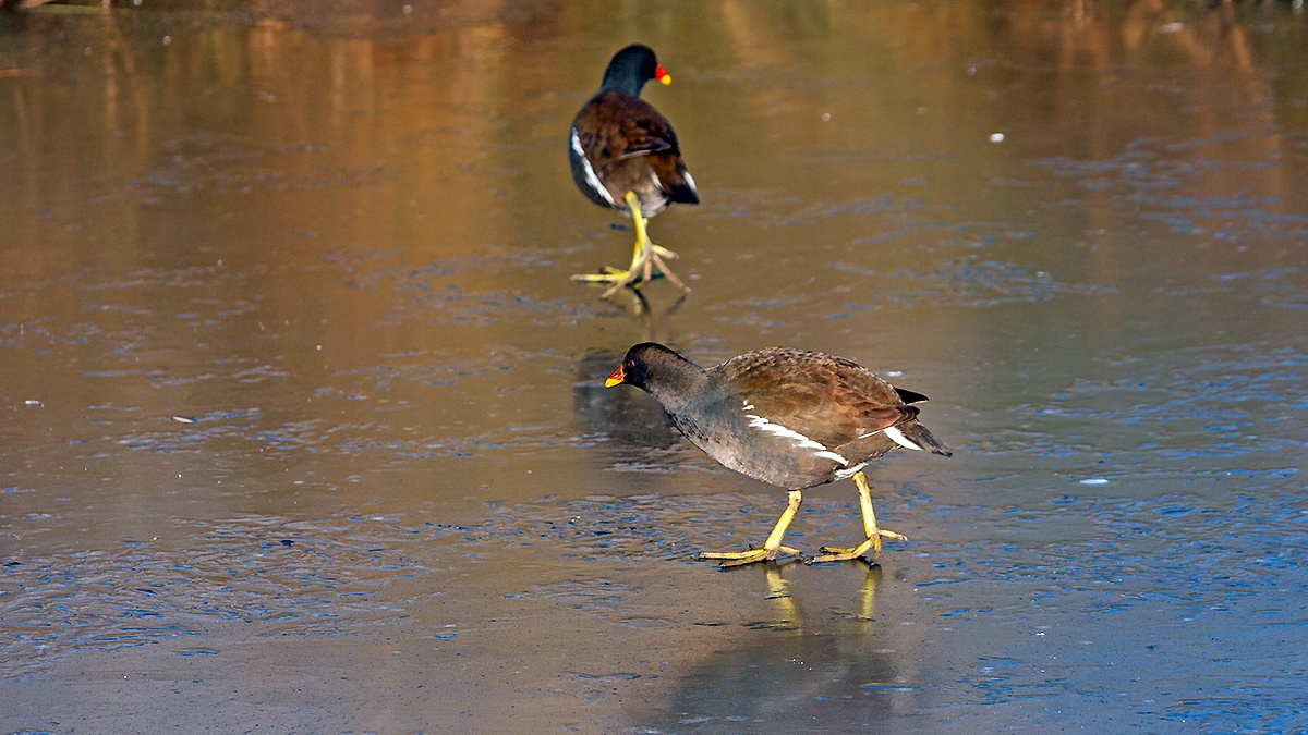 Common Moorhen [Gallinula chloropus chloropus]