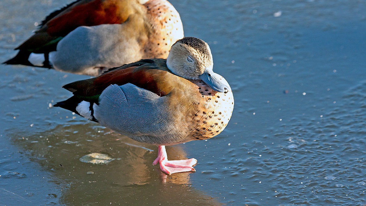 Ringed Teal [Callonetta leucophrys]