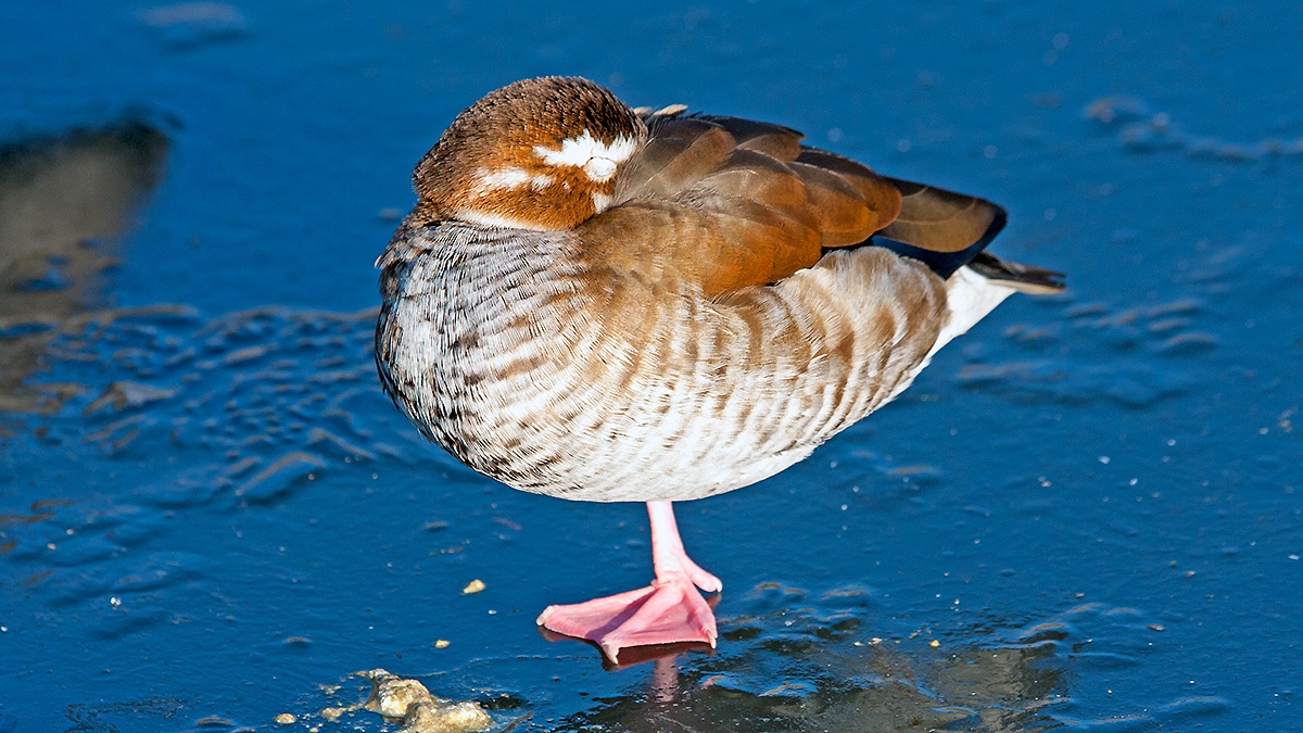 Plumed Whistling Duck [Dendrocygna eytoni]